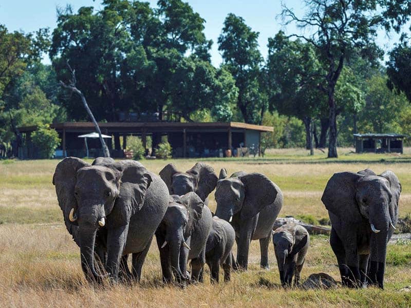 davisons camp elephants