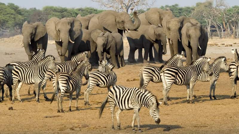 hwange national park