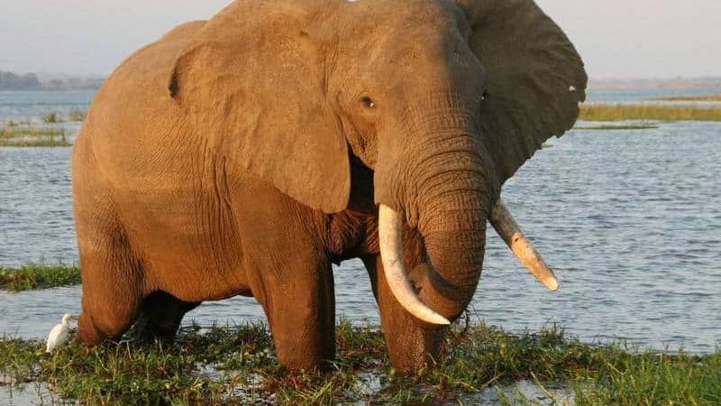 Wildlife in Mana Pools National Park