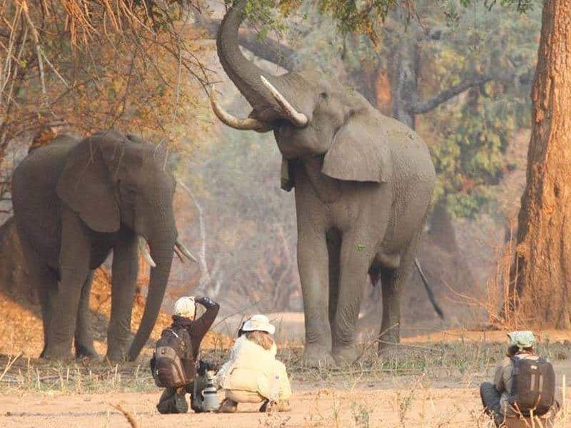 Mana Pools National Park Accommodation