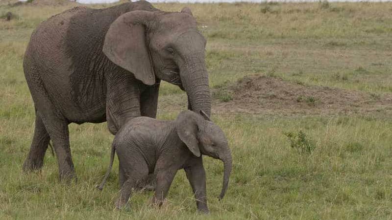 matusadona national park elephants