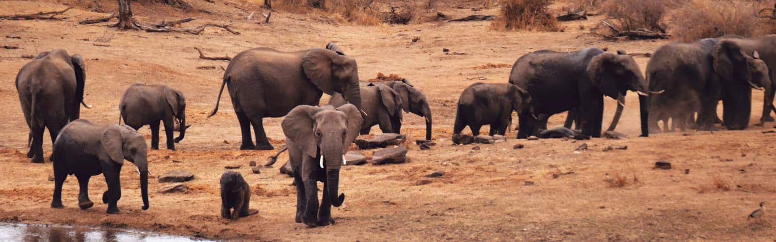 Hwange National Park Wildlife