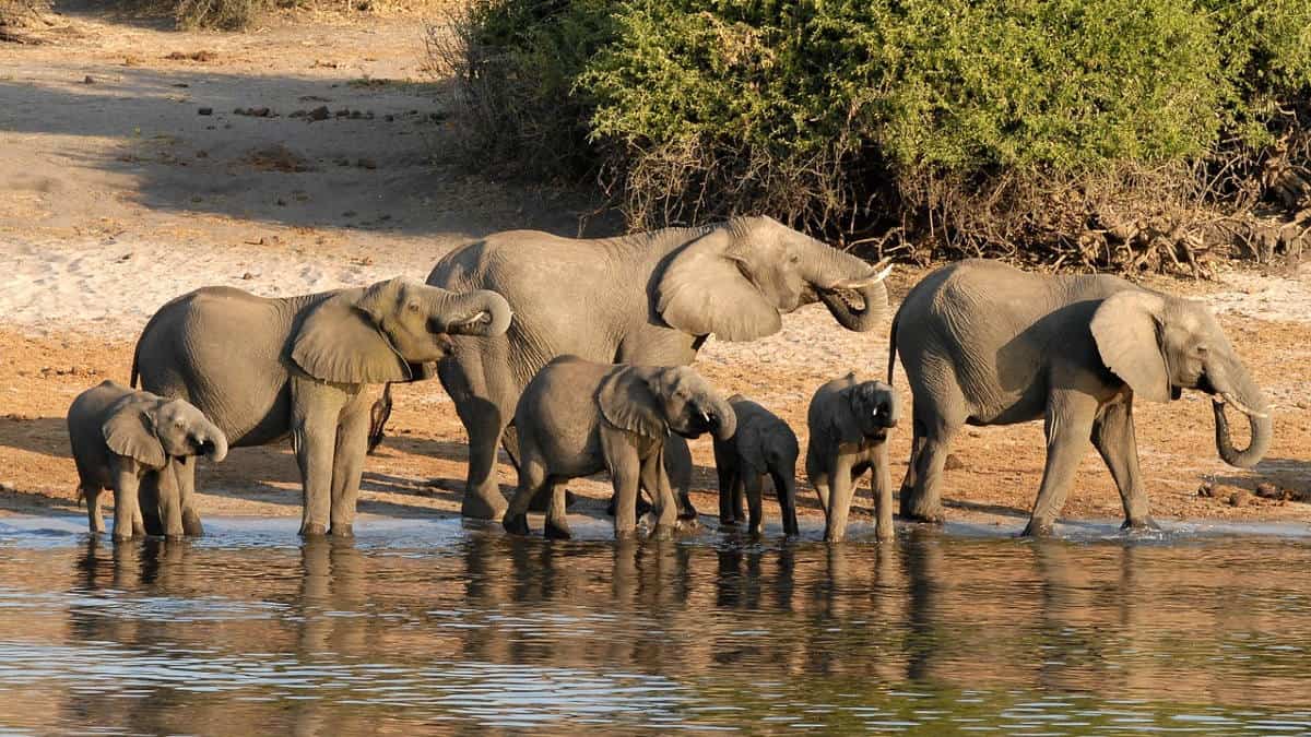 chobe national park day trip