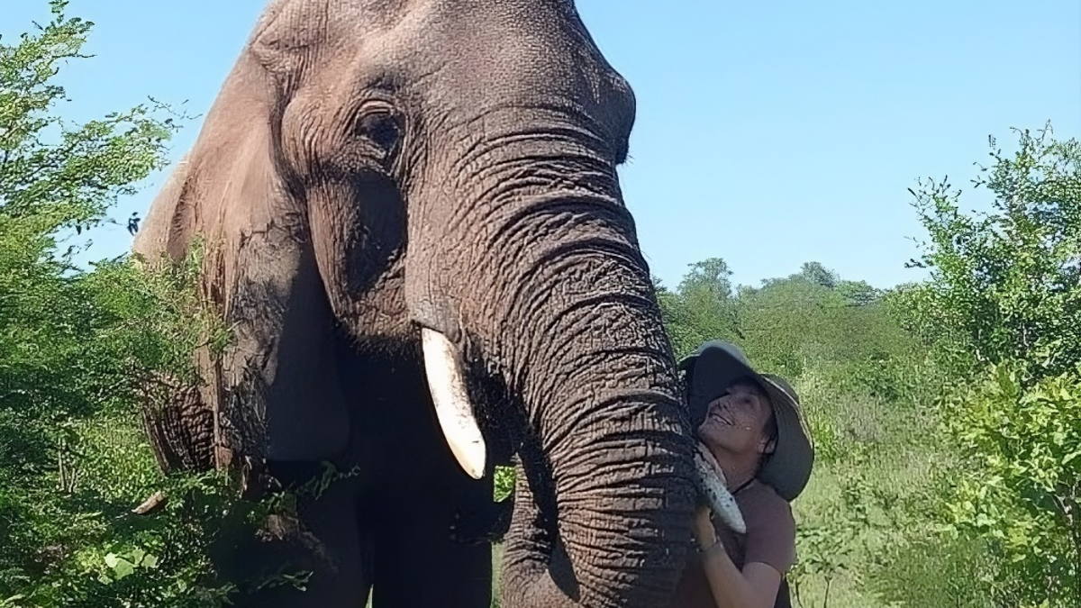 Elephant Encounter